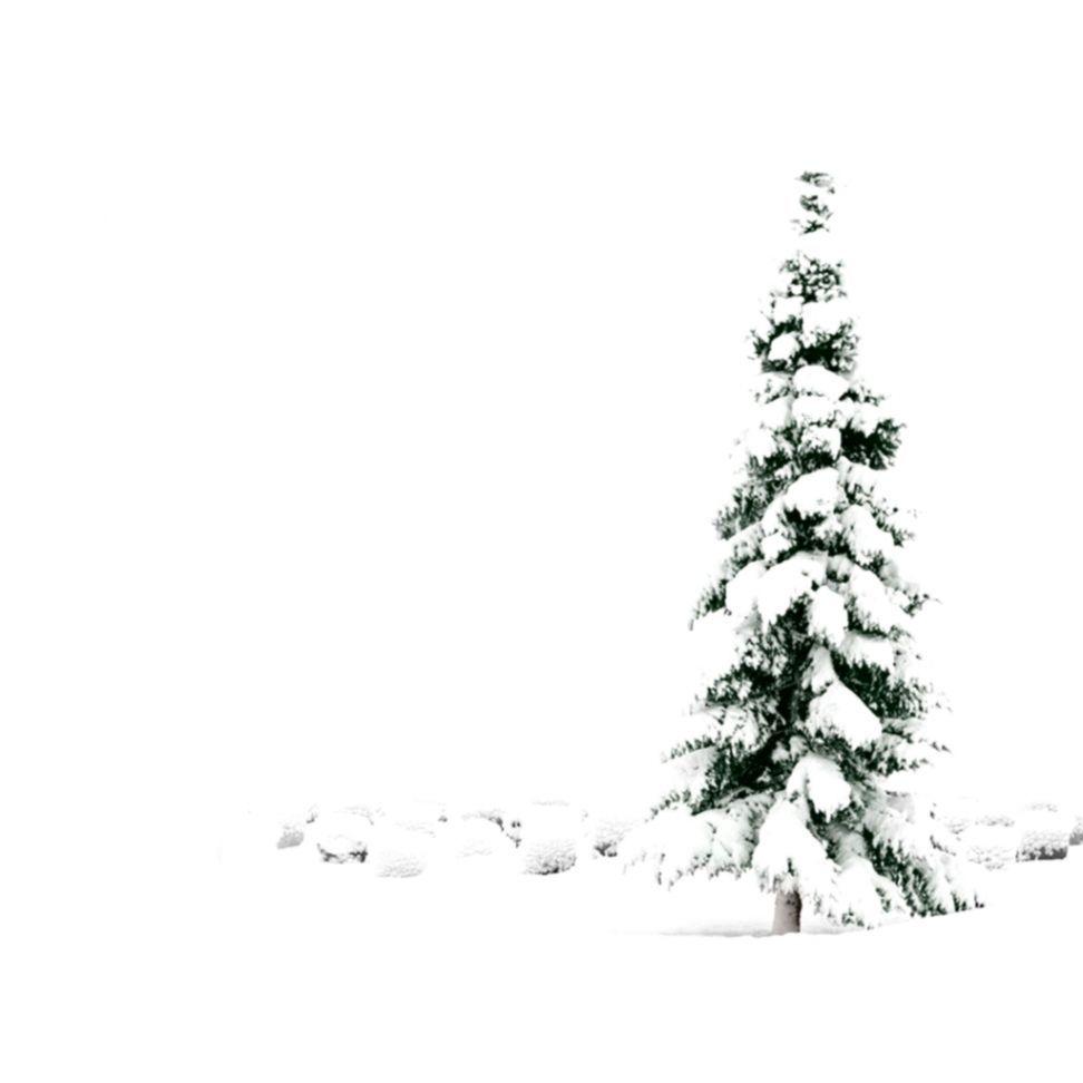 Christmas Tree Drop